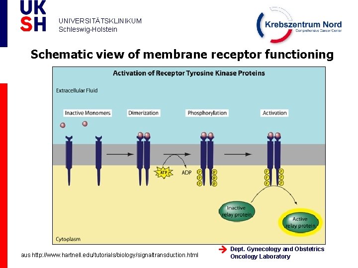 UNIVERSITÄTSKLINIKUM Schleswig-Holstein Schematic view of membrane receptor functioning aus http: //www. hartnell. edu/tutorials/biology/signaltransduction. html