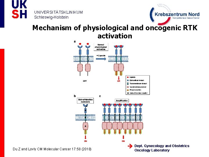 UNIVERSITÄTSKLINIKUM Schleswig-Holstein Mechanism of physiological and oncogenic RTK activation Du Z and Lovly CM