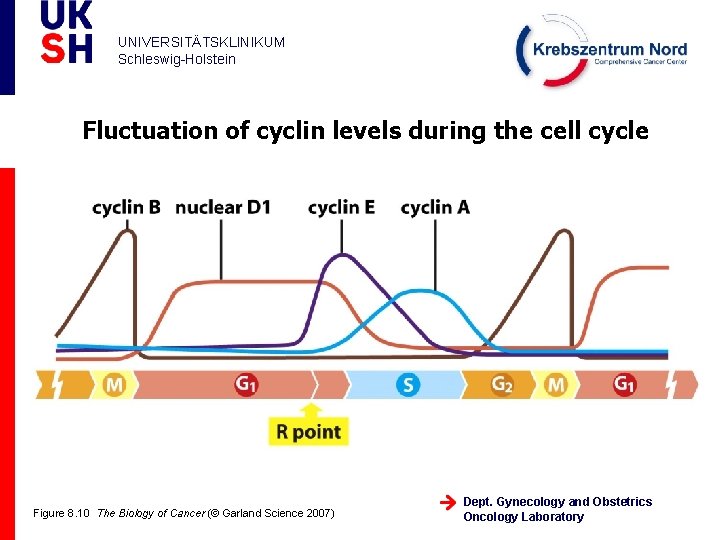 UNIVERSITÄTSKLINIKUM Schleswig-Holstein Fluctuation of cyclin levels during the cell cycle Figure 8. 10 The