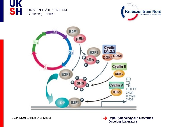 UNIVERSITÄTSKLINIKUM Schleswig-Holstein J Clin Oncol 23: 9408 -9421 (2005) Dept. Gynecology and Obstetrics Oncology