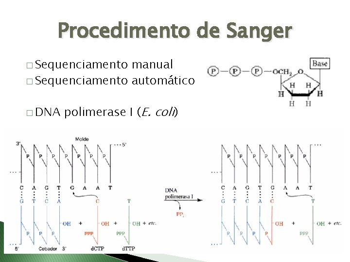 Procedimento de Sanger � Sequenciamento manual � Sequenciamento automático � DNA polimerase I (E.