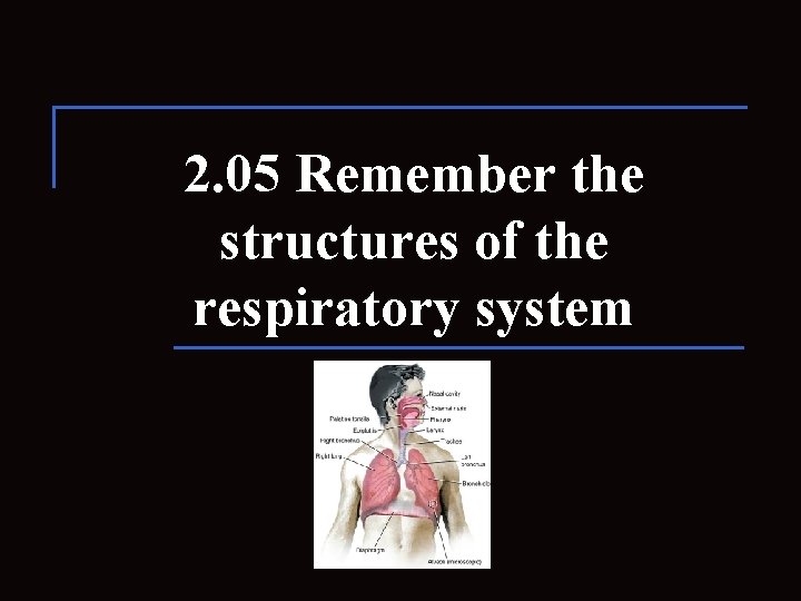 2. 05 Remember the structures of the respiratory system 