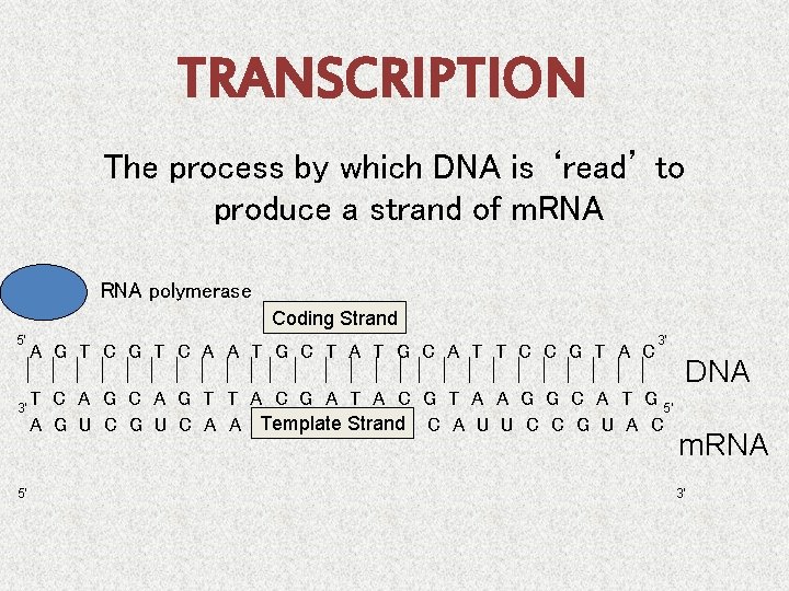 TRANSCRIPTION The process by which DNA is ‘read’ to produce a strand of m.