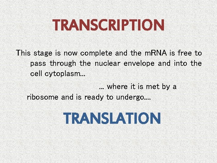 TRANSCRIPTION This stage is now complete and the m. RNA is free to pass