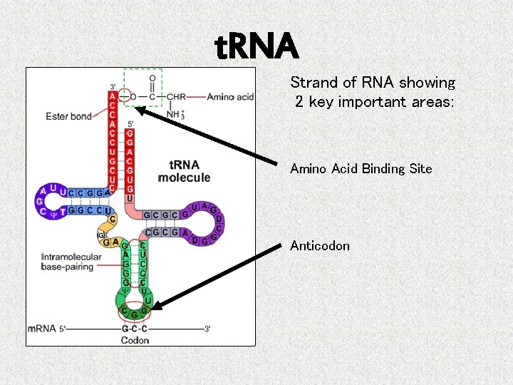t. RNA Strand of RNA showing 2 key important areas: Amino Acid Binding Site