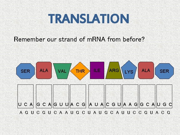 TRANSLATION Remember our strand of m. RNA from before? SER ALA VAL THR ILE