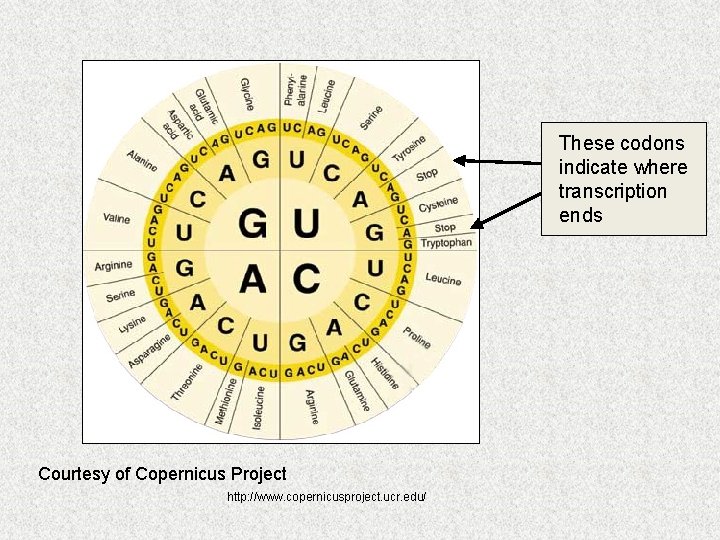 These codons indicate where transcription ends Courtesy of Copernicus Project http: //www. copernicusproject. ucr.
