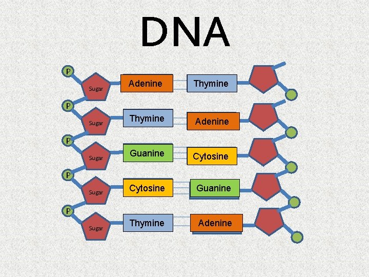 DNA P BASE Adenine Thymine BASE Thymine Adenine BASE Guanine Cytosine BASE Cytosine Guanine