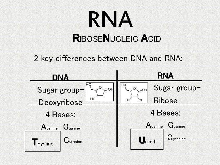 RNA RIBOSENUCLEIC ACID 2 key differences between DNA and RNA: DNA Sugar group. Deoxyribose
