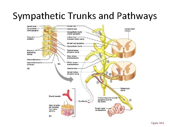 Sympathetic Trunks and Pathways Figure 14. 6 