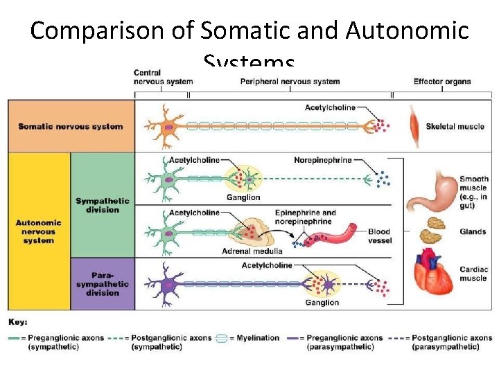 Comparison of Somatic and Autonomic Systems 