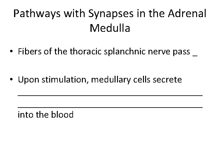 Pathways with Synapses in the Adrenal Medulla • Fibers of the thoracic splanchnic nerve