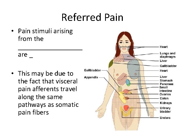 Referred Pain • Pain stimuli arising from the _________ are _ • This may