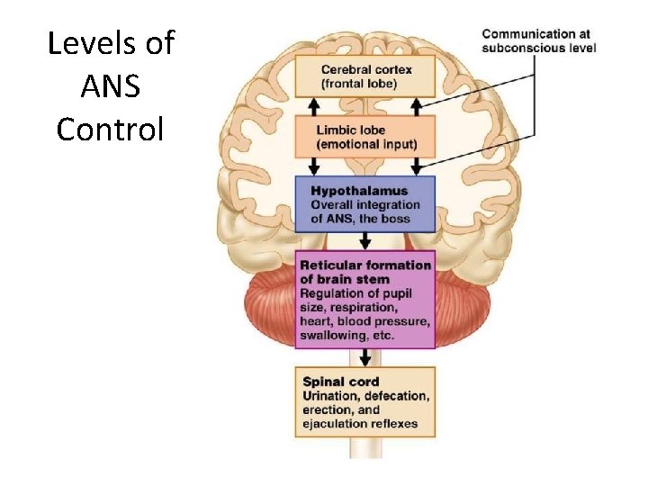 Levels of ANS Control 