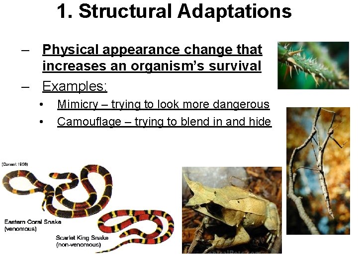 1. Structural Adaptations – Physical appearance change that increases an organism’s survival – Examples: