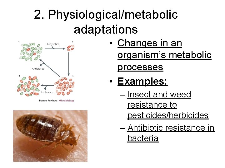 2. Physiological/metabolic adaptations • Changes in an organism’s metabolic processes • Examples: – Insect