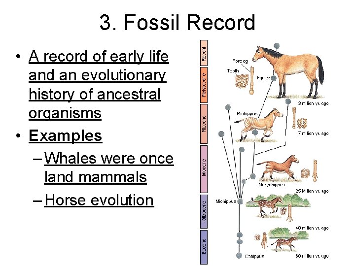 3. Fossil Record • A record of early life and an evolutionary history of
