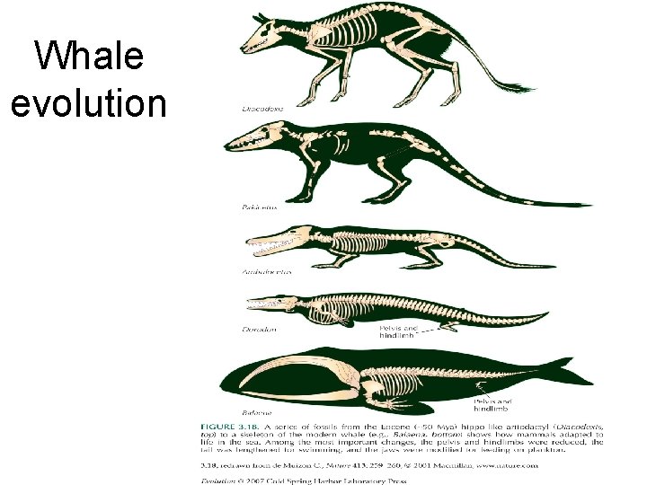 Whale evolution 