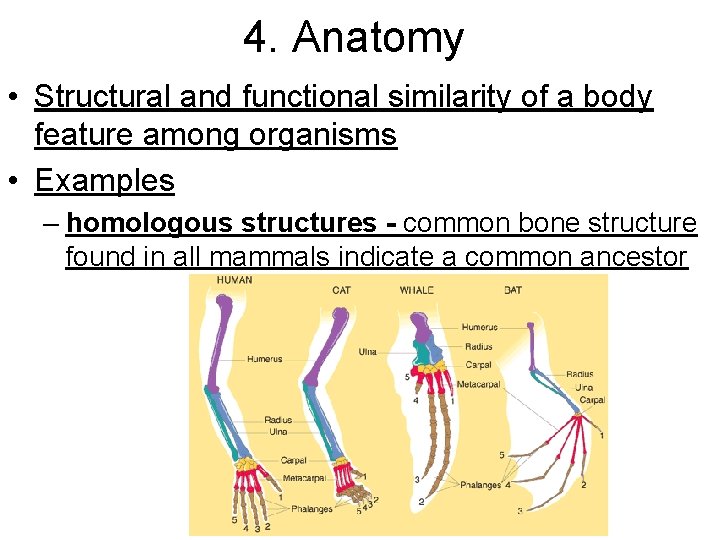 4. Anatomy • Structural and functional similarity of a body feature among organisms •