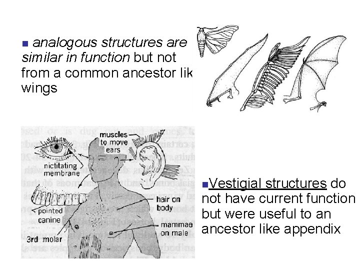 analogous structures are similar in function but not from a common ancestor like wings