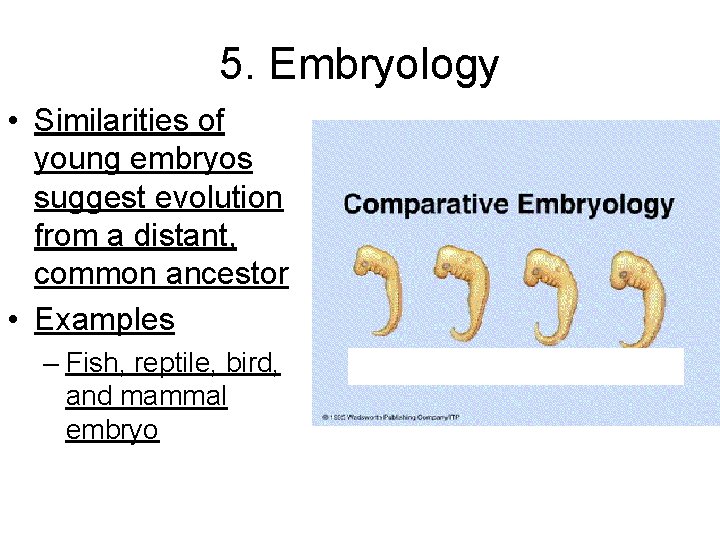 5. Embryology • Similarities of young embryos suggest evolution from a distant, common ancestor