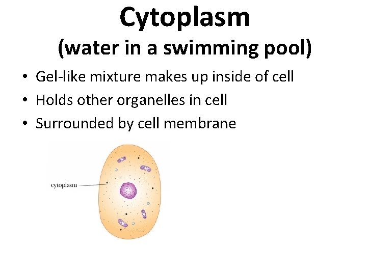Cytoplasm (water in a swimming pool) • Gel-like mixture makes up inside of cell