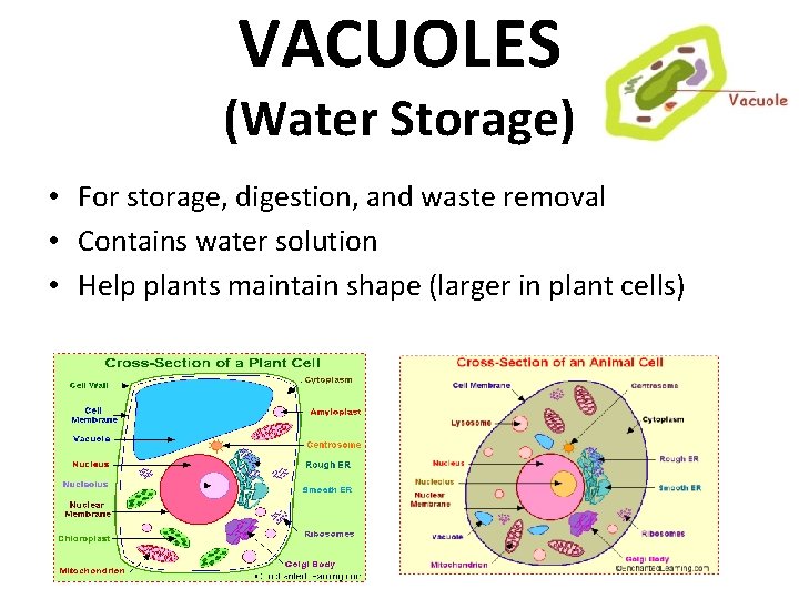 VACUOLES (Water Storage) • For storage, digestion, and waste removal • Contains water solution