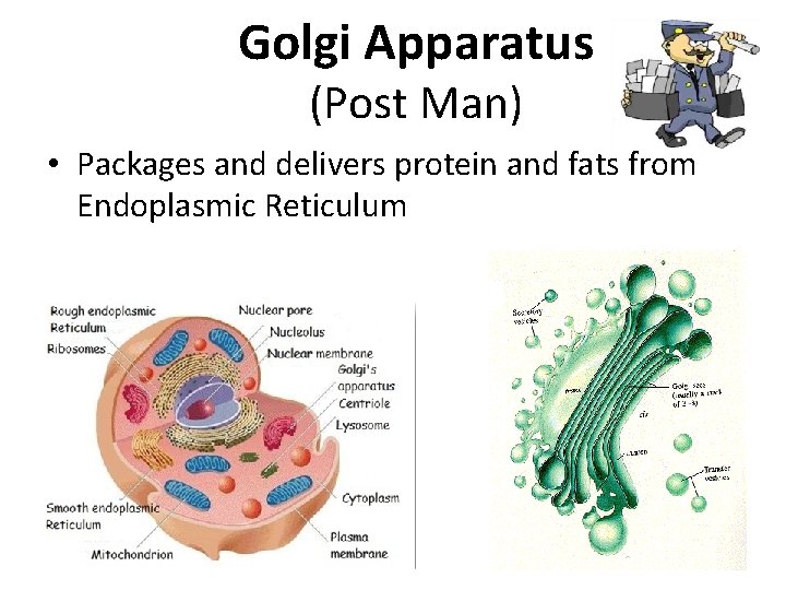 Golgi Apparatus (Post Man) • Packages and delivers protein and fats from Endoplasmic Reticulum