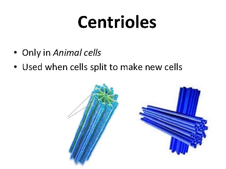 Centrioles • Only in Animal cells • Used when cells split to make new