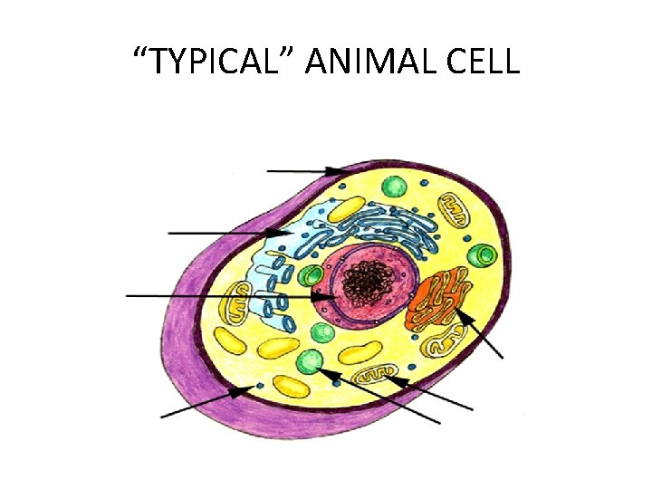 “TYPICAL” ANIMAL CELL 