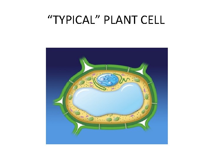 “TYPICAL” PLANT CELL 