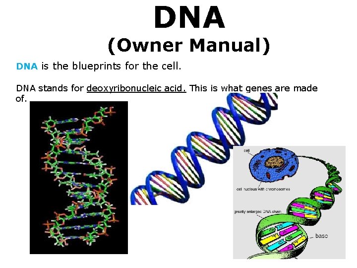 DNA (Owner Manual) DNA is the blueprints for the cell. DNA stands for deoxyribonucleic