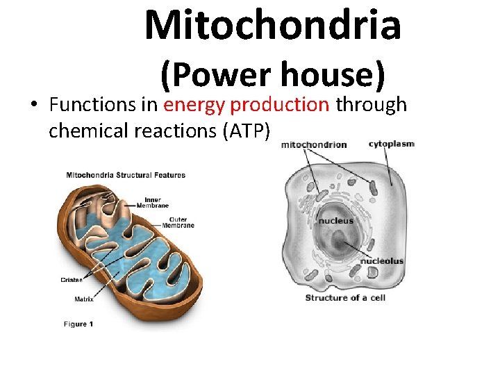 Mitochondria (Power house) • Functions in energy production through chemical reactions (ATP) 