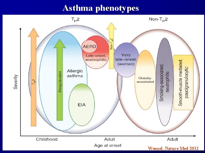 Asthma phenotypes Wenzel, Nature Med 2012 