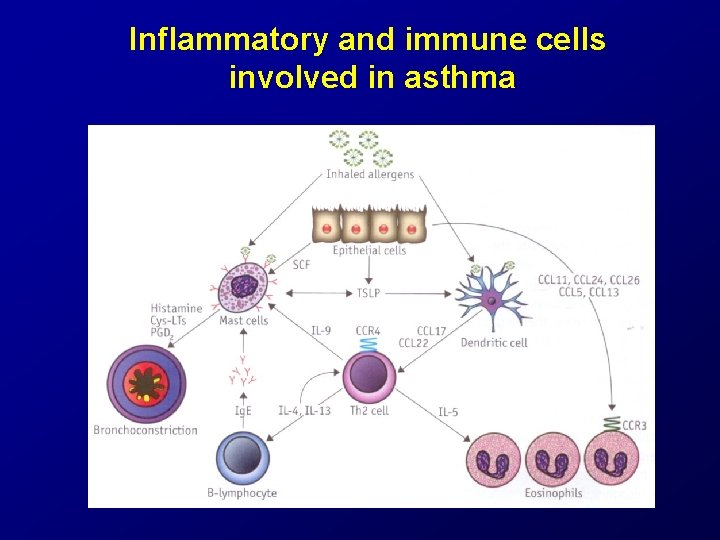 Inflammatory and immune cells involved in asthma Inflammatory and immune cells involved in asthma