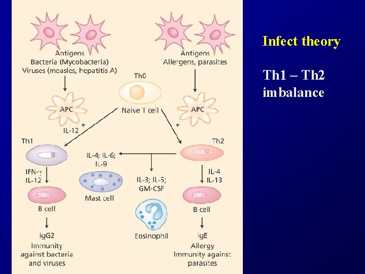 Infect theory Th 1 – Th 2 imbalance 