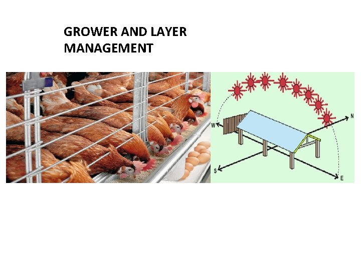 GROWER AND LAYER MANAGEMENT 