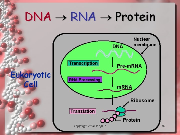 DNA RNA Protein Nuclear membrane DNA Transcription Eukaryotic Cell Pre-m. RNA Processing m. RNA
