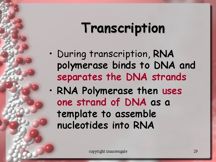 Transcription • During transcription, RNA polymerase binds to DNA and separates the DNA strands