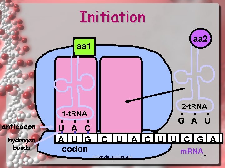 Initiation aa 2 aa 1 2 -t. RNA 1 -t. RNA anticodon hydrogen bonds