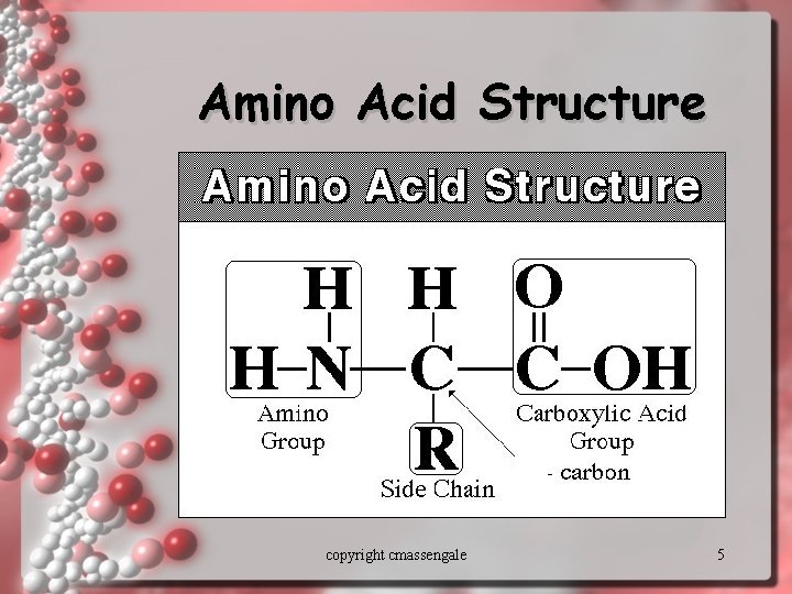 Amino Acid Structure copyright cmassengale 5 