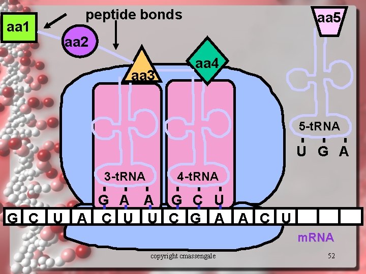 aa 1 peptide bonds aa 5 aa 2 aa 3 aa 4 5 -t.