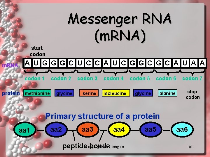 Messenger RNA (m. RNA) start codon m. RNA A U G G G C