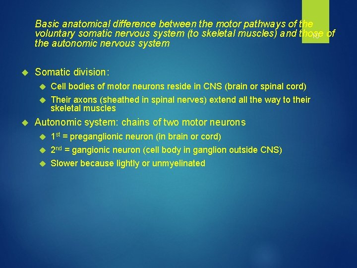 Basic anatomical difference between the motor pathways of the voluntary somatic nervous system (to