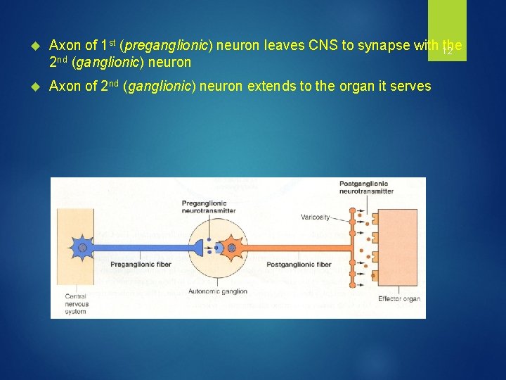  Axon of 1 st (preganglionic) neuron leaves CNS to synapse with 12 the