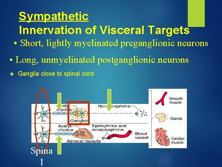 Sympathetic Innervation of Visceral Targets • Short, lightly myelinated preganglionic neurons • Long, unmyelinated