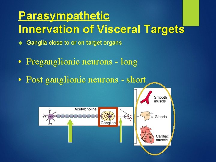 Parasympathetic Innervation of Visceral Targets Ganglia close to or on target organs • Preganglionic