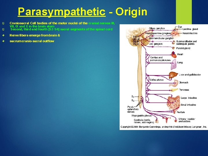 Parasympathetic - Origin q Craniosacral Cell bodies of the motor nuclei of the cranial