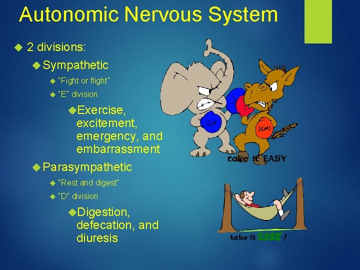 Autonomic Nervous System 2 divisions: Sympathetic “Fight or flight” “E” division Exercise, excitement, emergency,