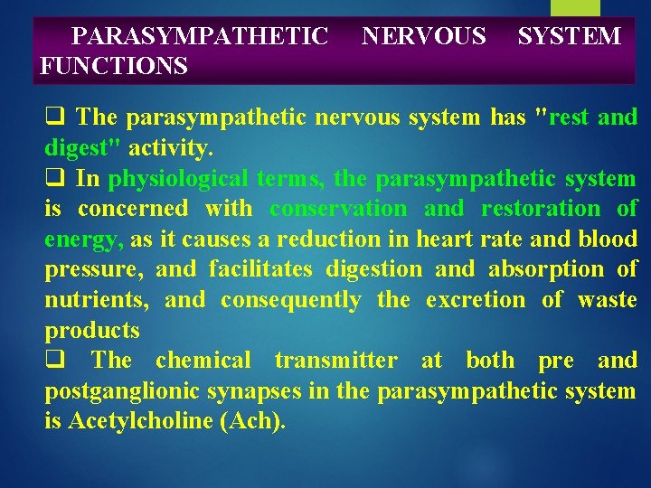 PARASYMPATHETIC FUNCTIONS NERVOUS SYSTEM q The parasympathetic nervous system has "rest and digest" activity.